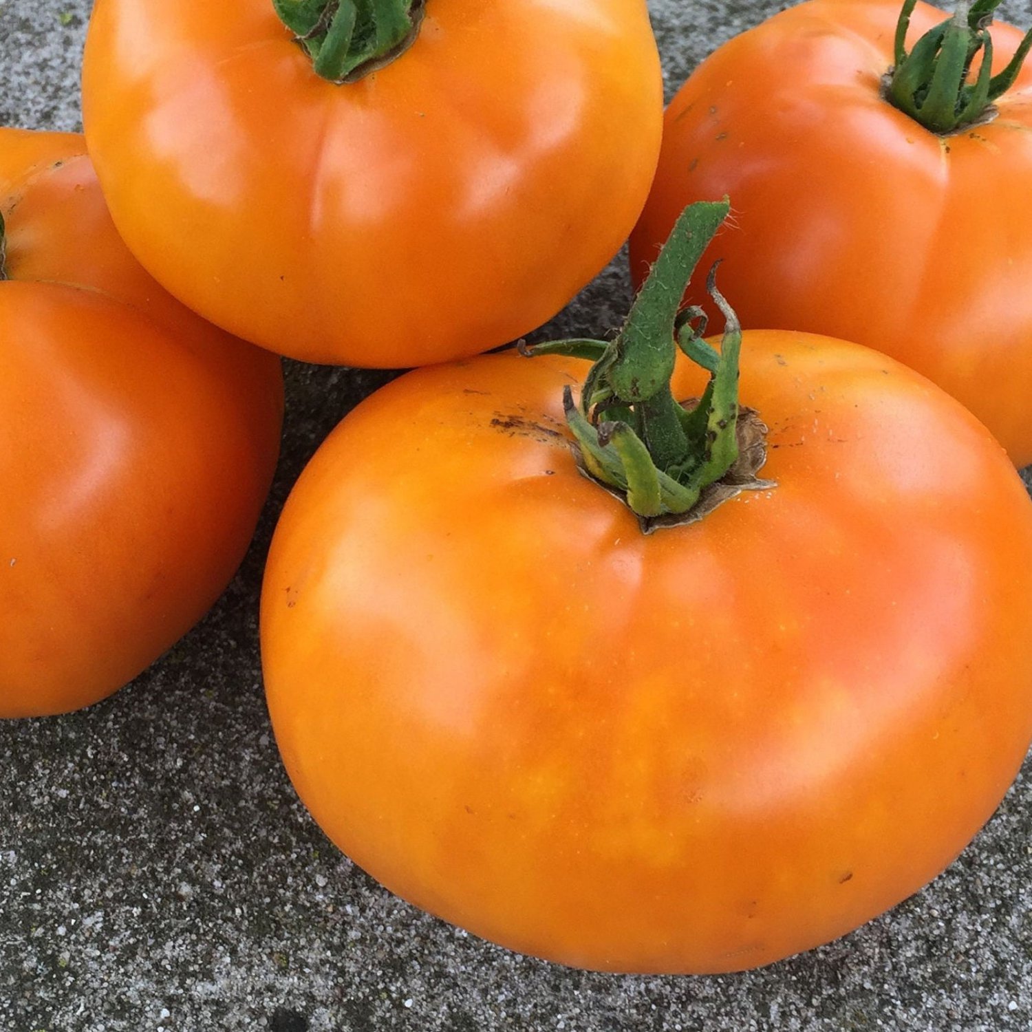 Nebraska Wedding Tomato Seeds