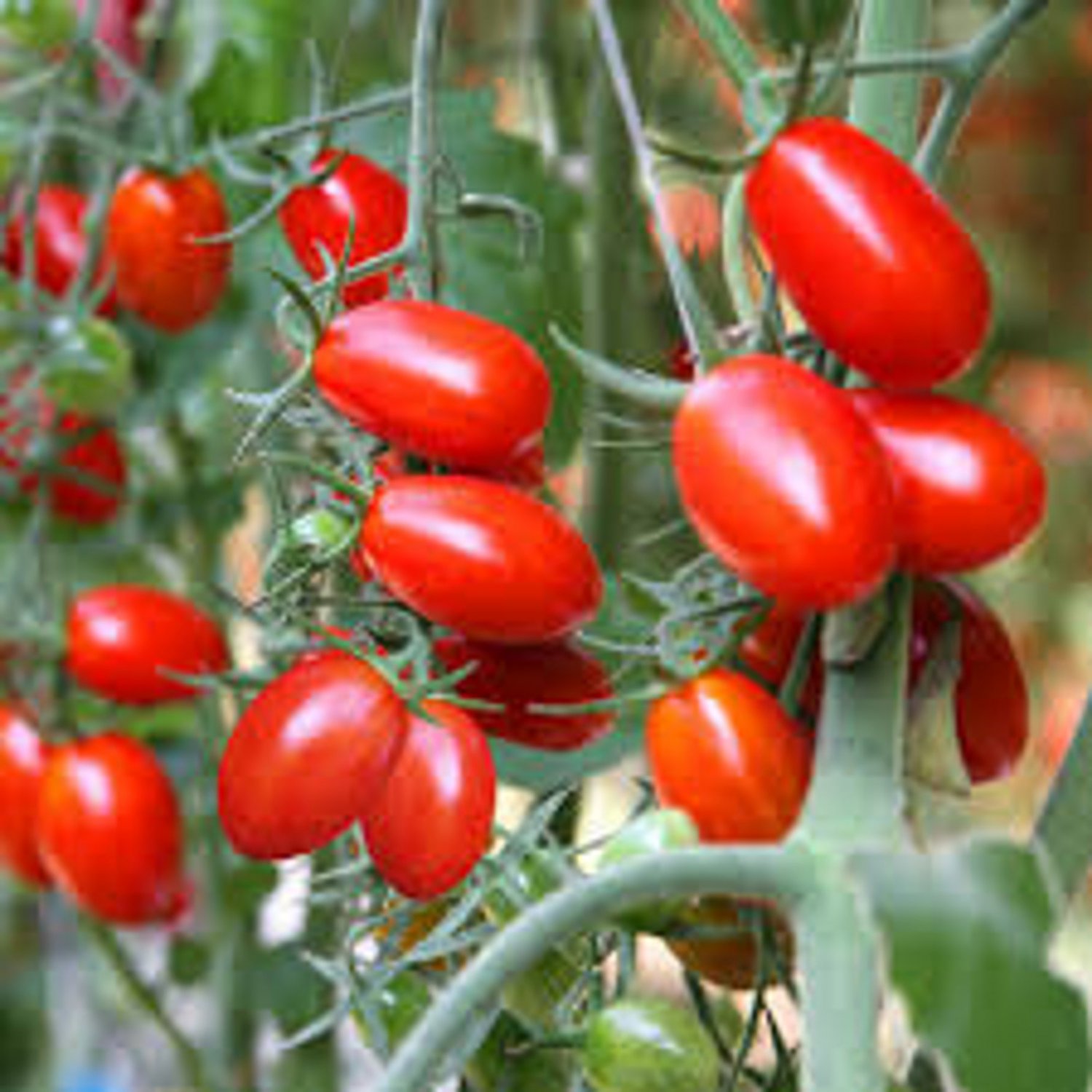 Napoli Tomato Seeds