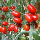 Napoli Tomato Seeds
