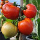 Nepal Tomato Seeds