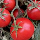 Moskvich Tomato Seeds