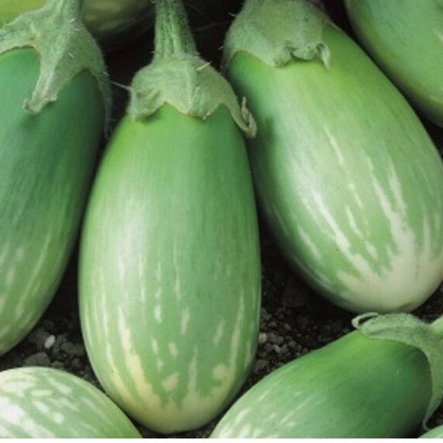 Masego Eggplant Seeds