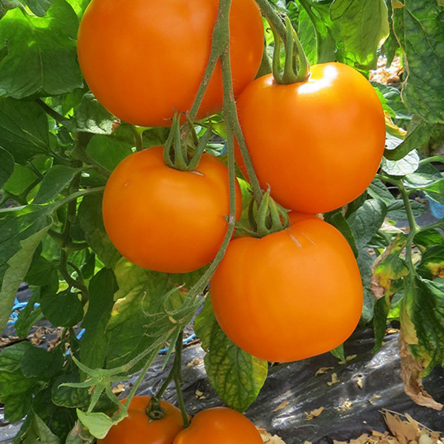 Moonglow Tomato Seeds