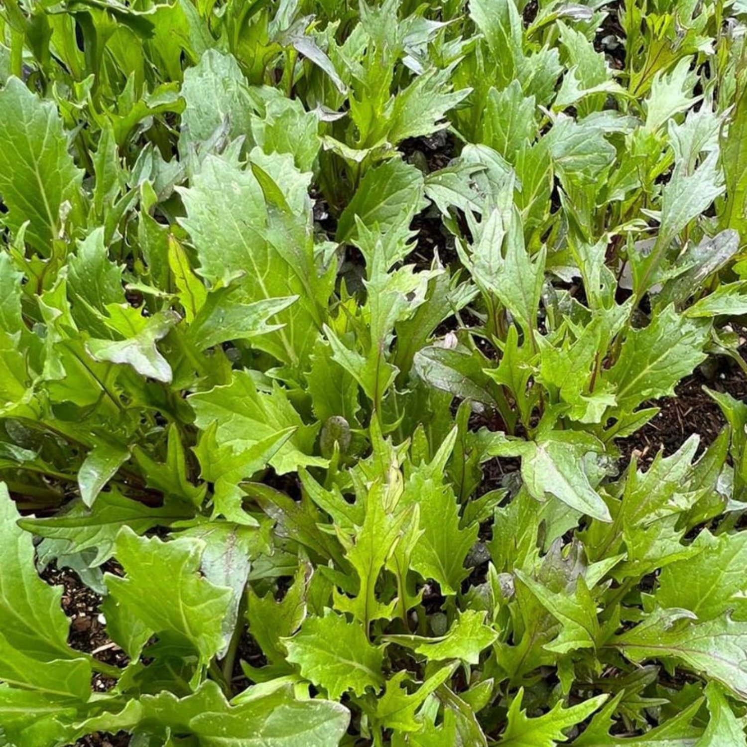 Mizuna Seeds