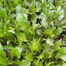 Mizuna Seeds