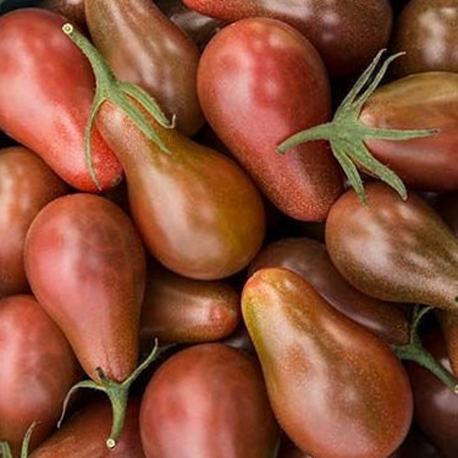 Midnight Pear Tomato Seeds Organic