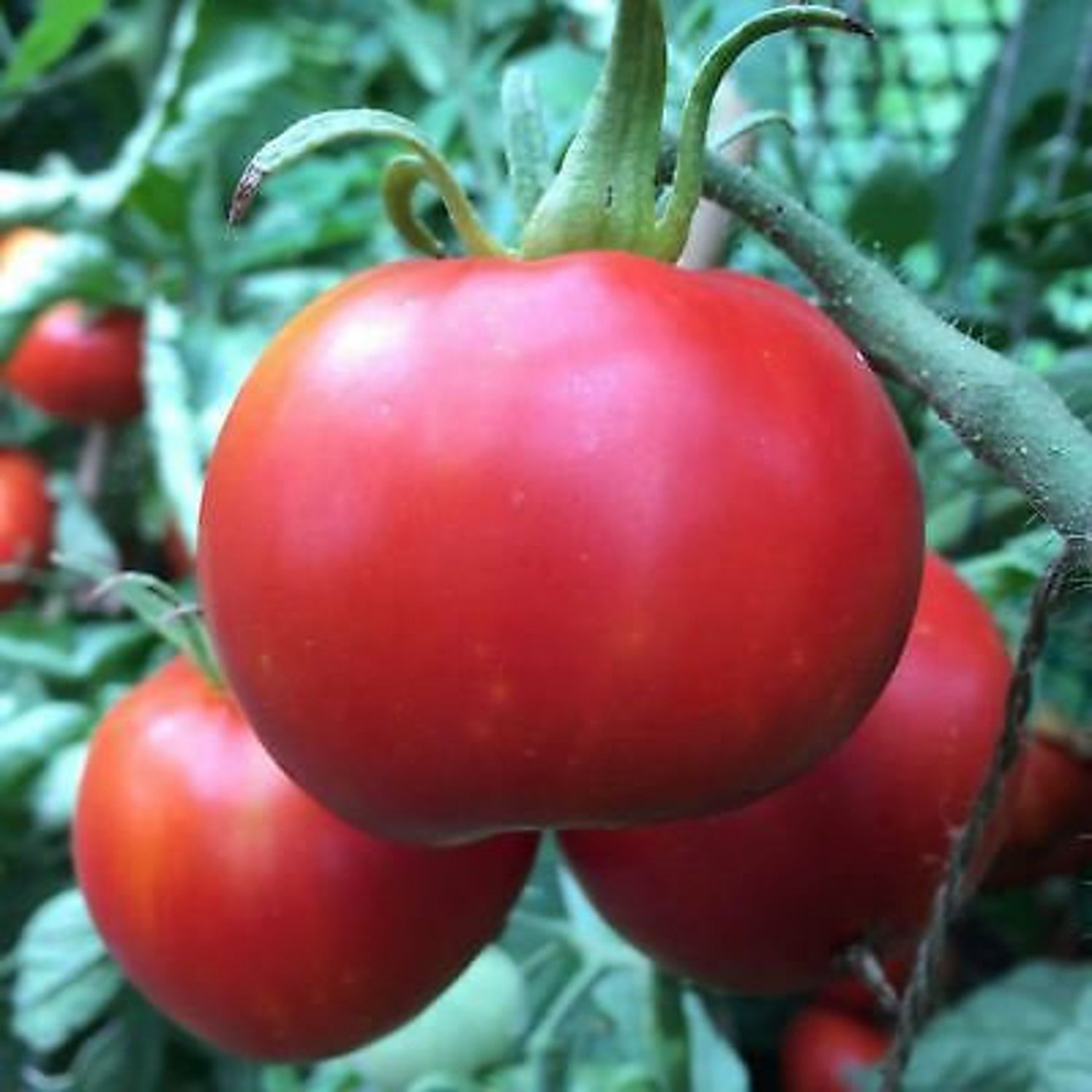 Manitoba Tomato Seeds