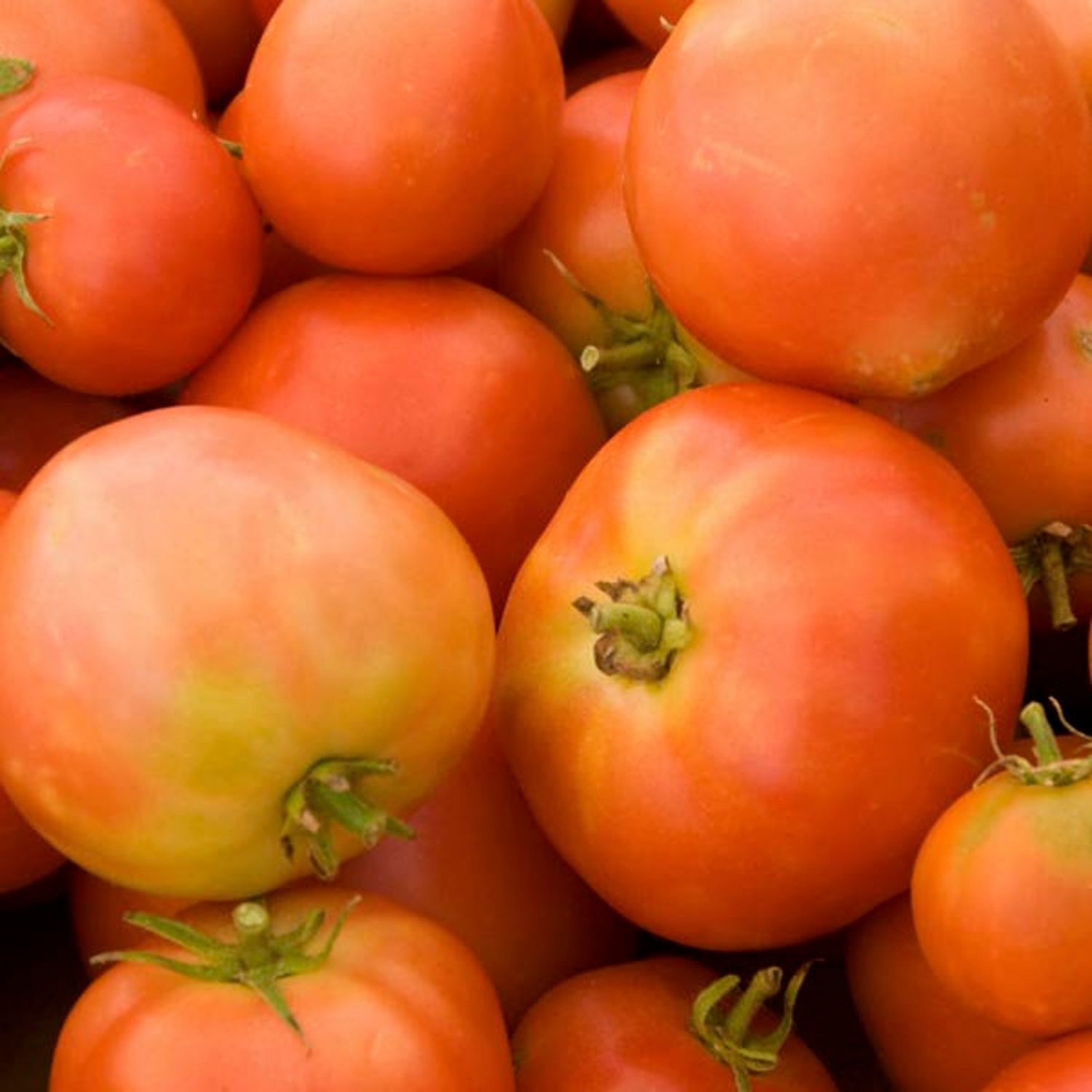 Long Keeper Tomato Seeds
