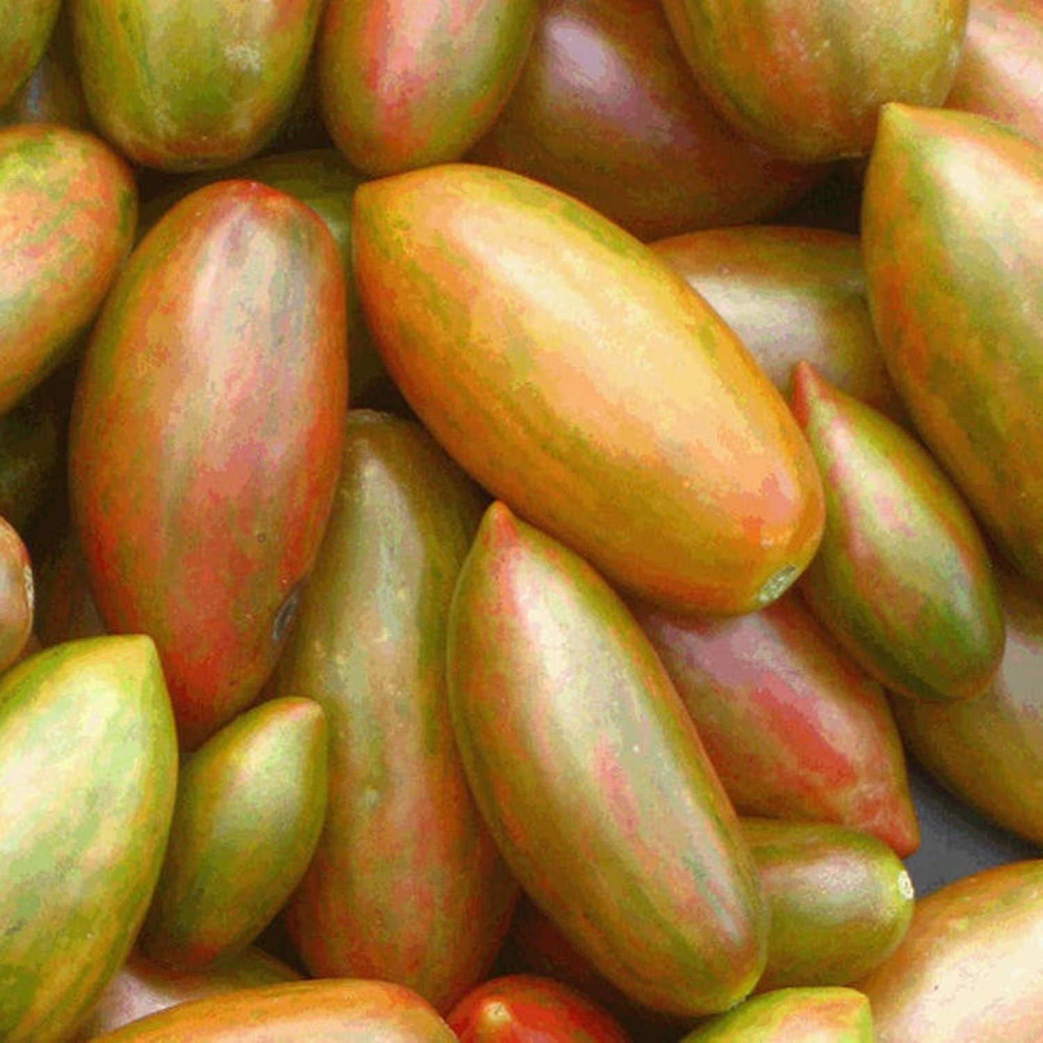 Lucky Tiger Tomato Seeds