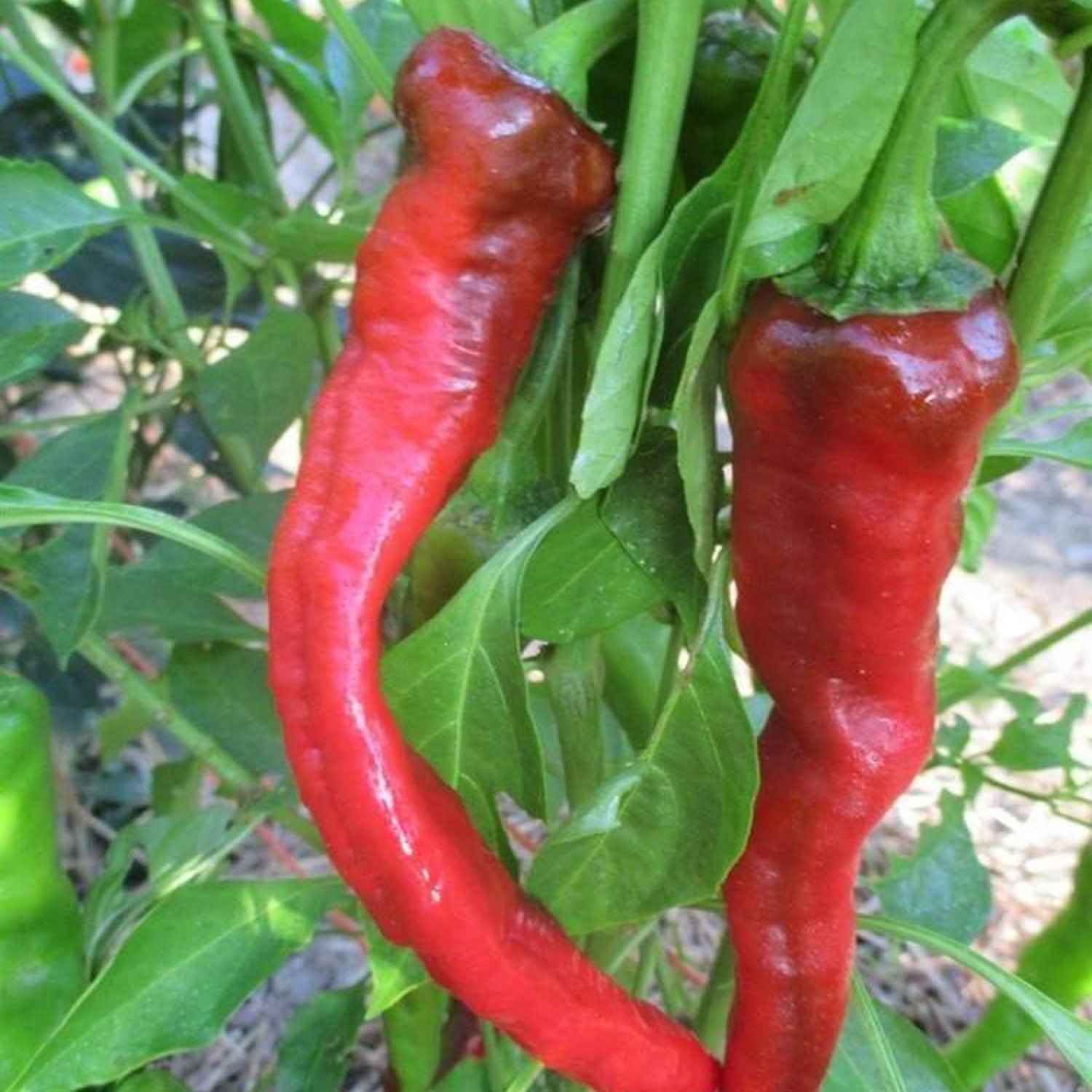 Hot Portugal Pepper Seeds