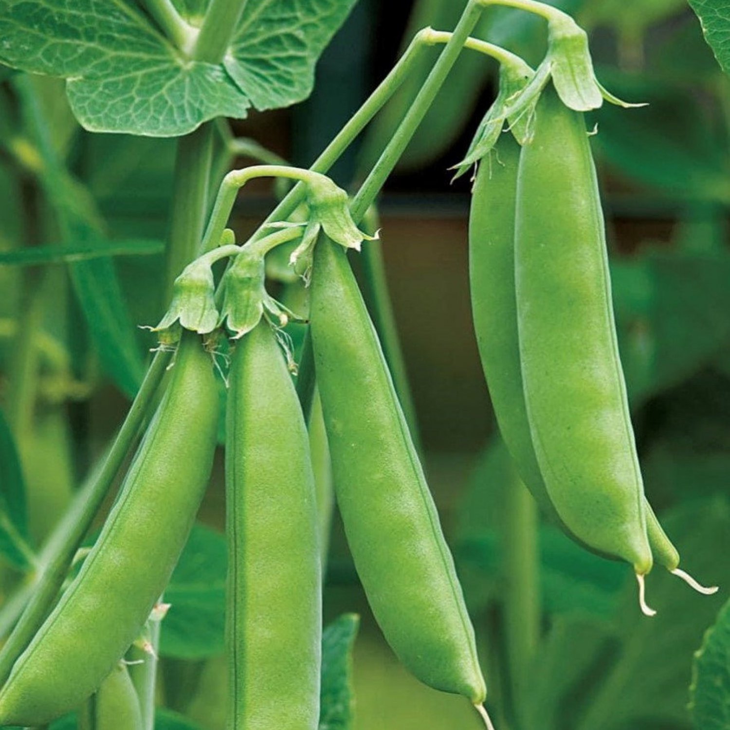 Sugar Daddy Snap Pea Seeds