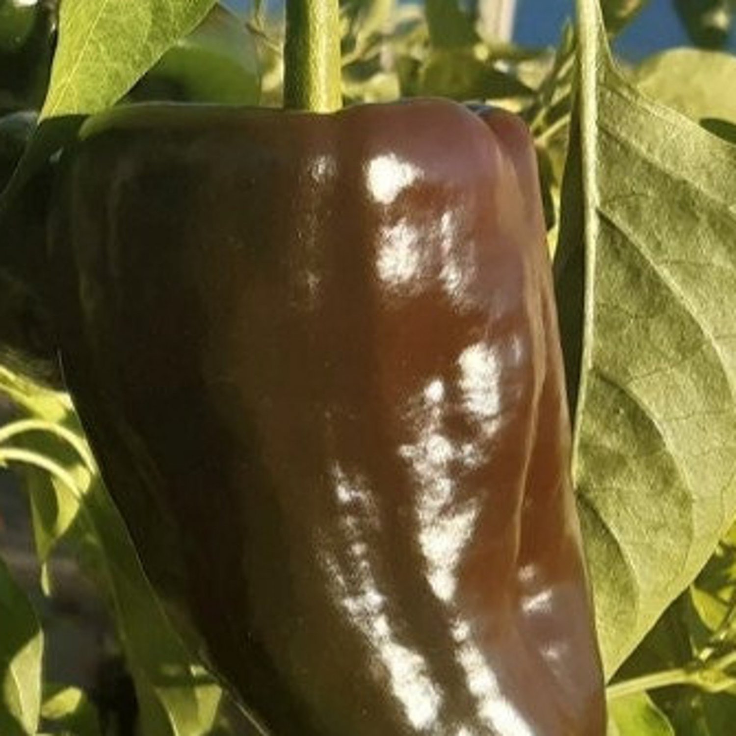 Mulato Isleno Pepper Seeds Hot