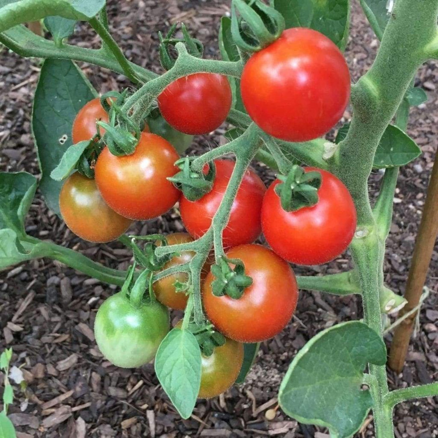 Stupice Tomato Seeds