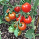 Stupice Tomato Seeds
