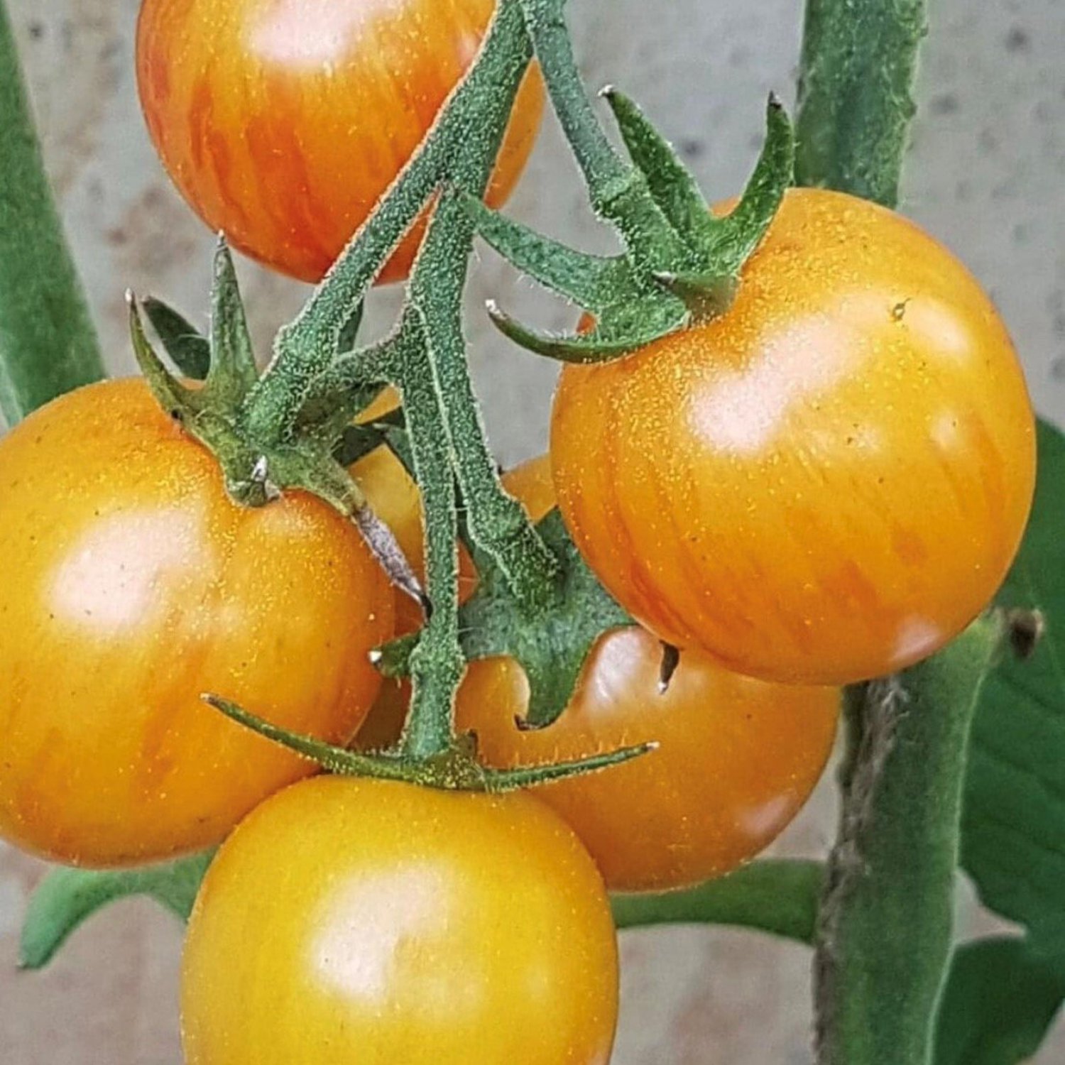 Sunrise Bumble Bee Tomato Seeds