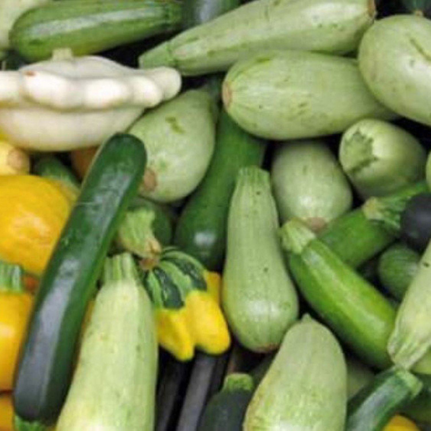 Summer Squash Mix Seeds