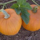 Sugar Pie Pumpkin Seeds