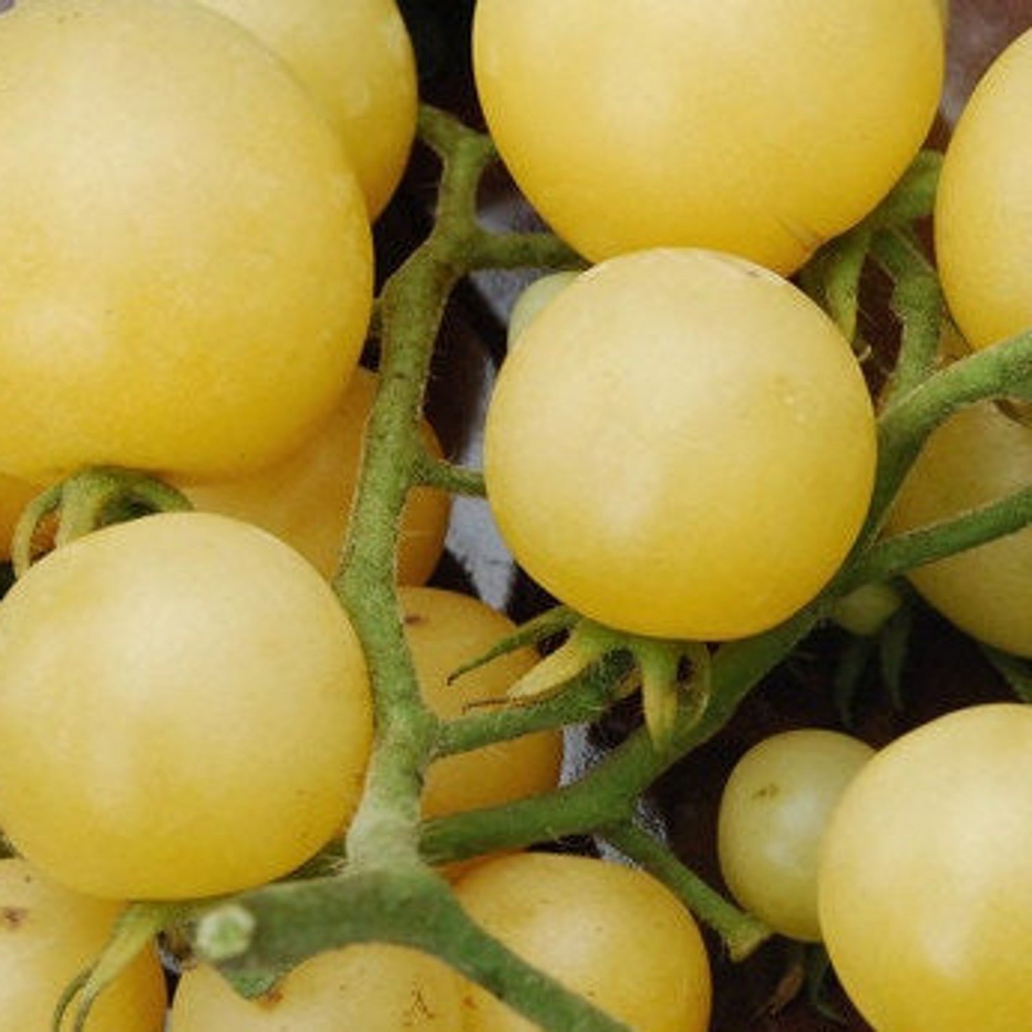 Super Snow White Tomato Seeds