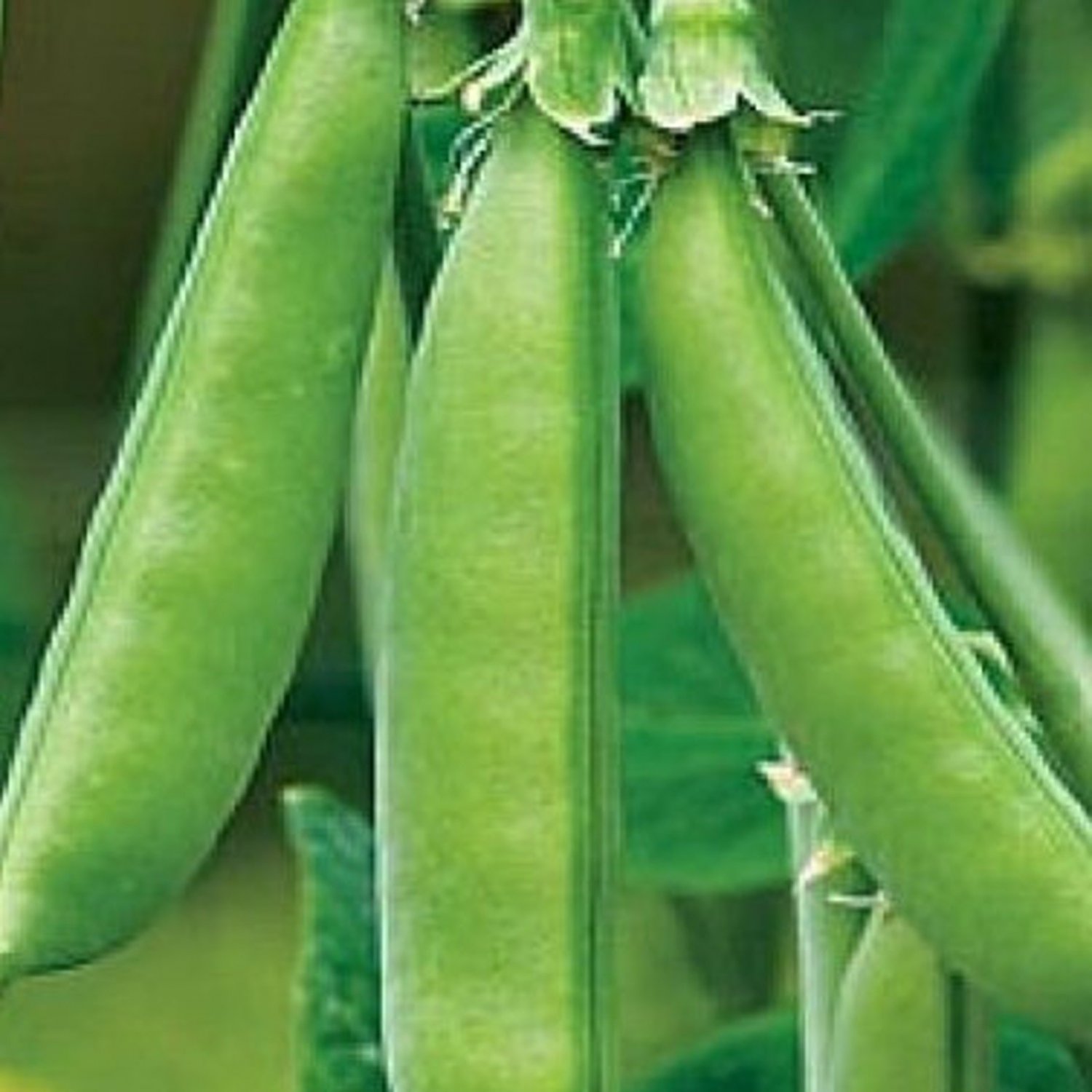 Super Sugar Snap Pea Seeds