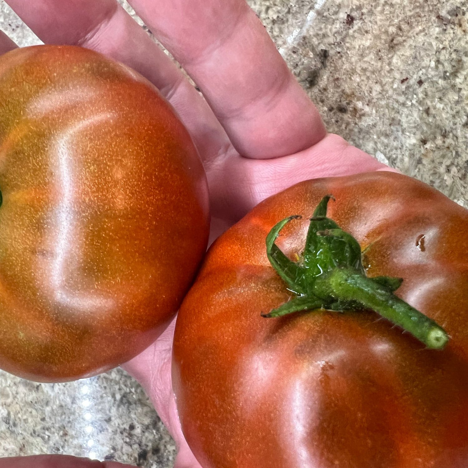 Tasmanian Chocolate Tomato Seeds
