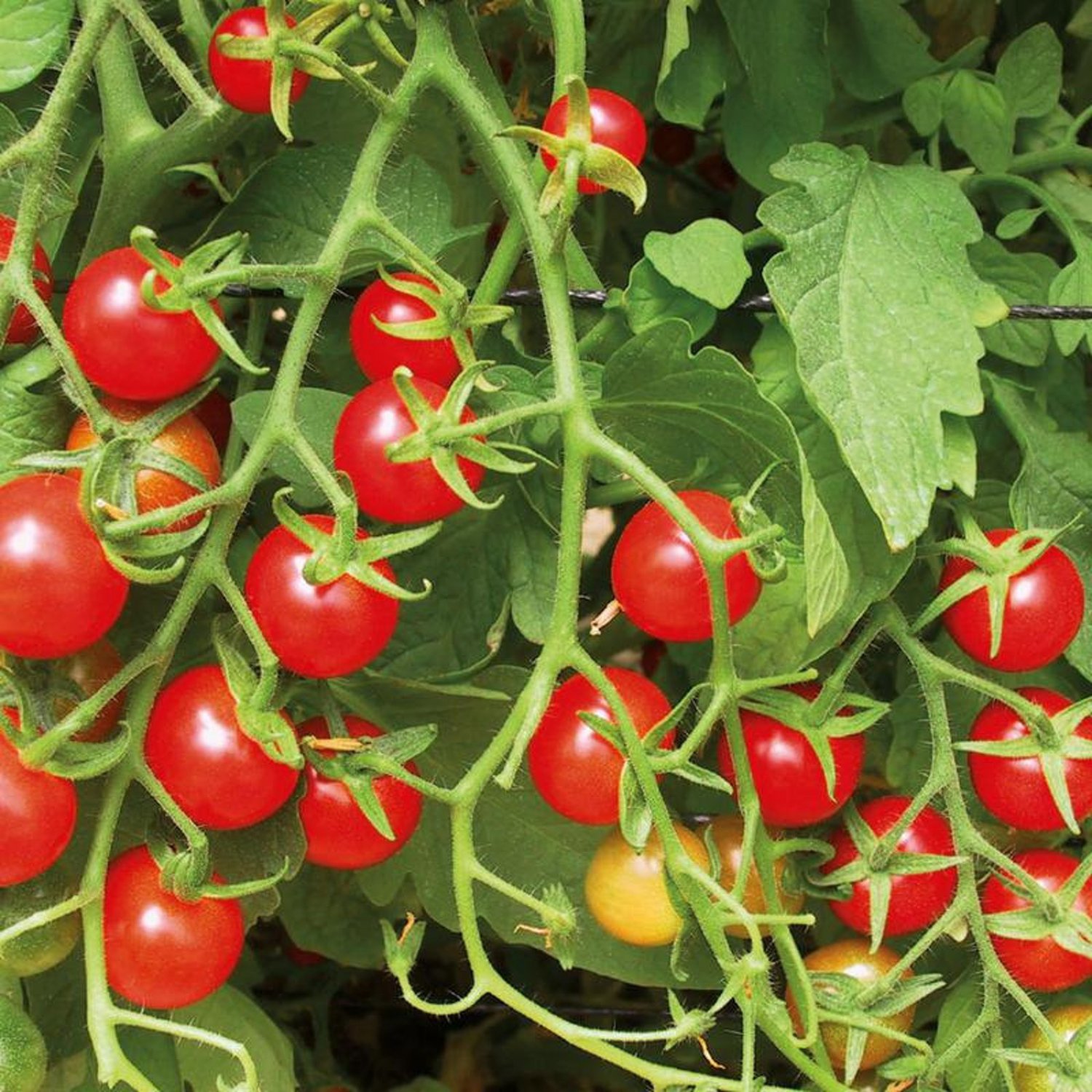 Sweetie Tomato Seeds