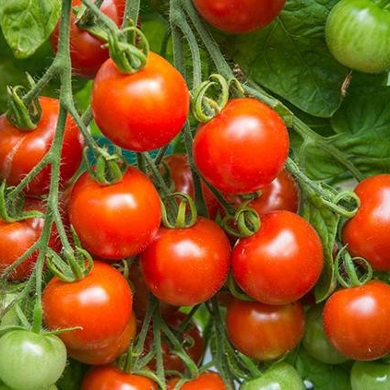 Tommy Toe Tomato Seeds