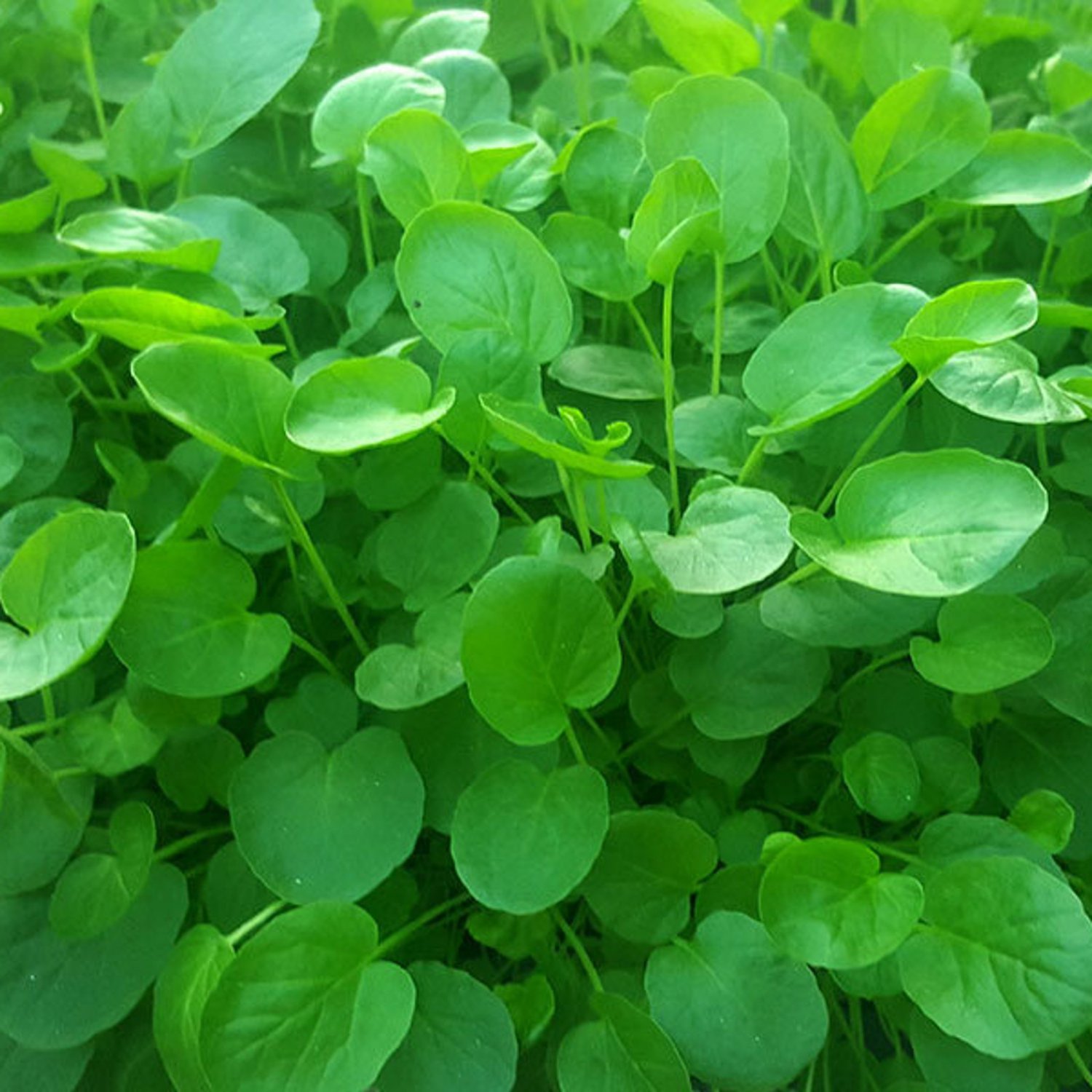 Upland Cress Seeds