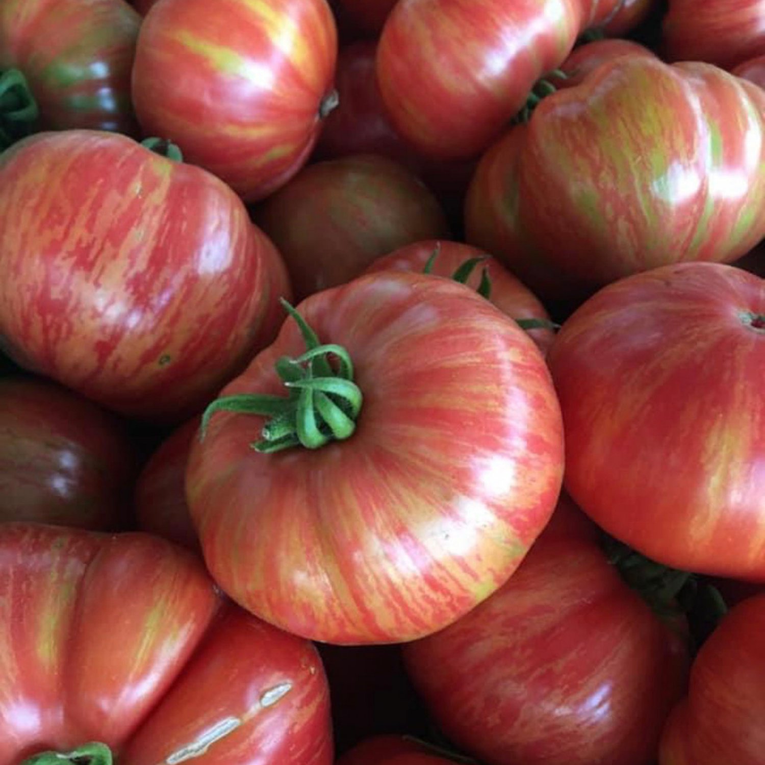 Vintage Wine Tomato Seeds