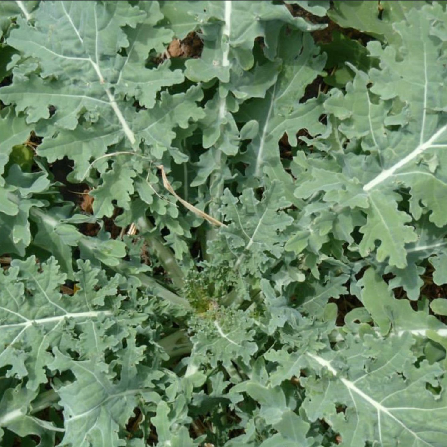 White Russian Kale Seeds
