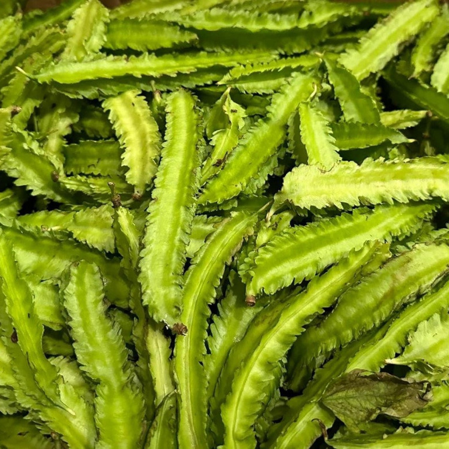 Winged Bean Seeds Organic