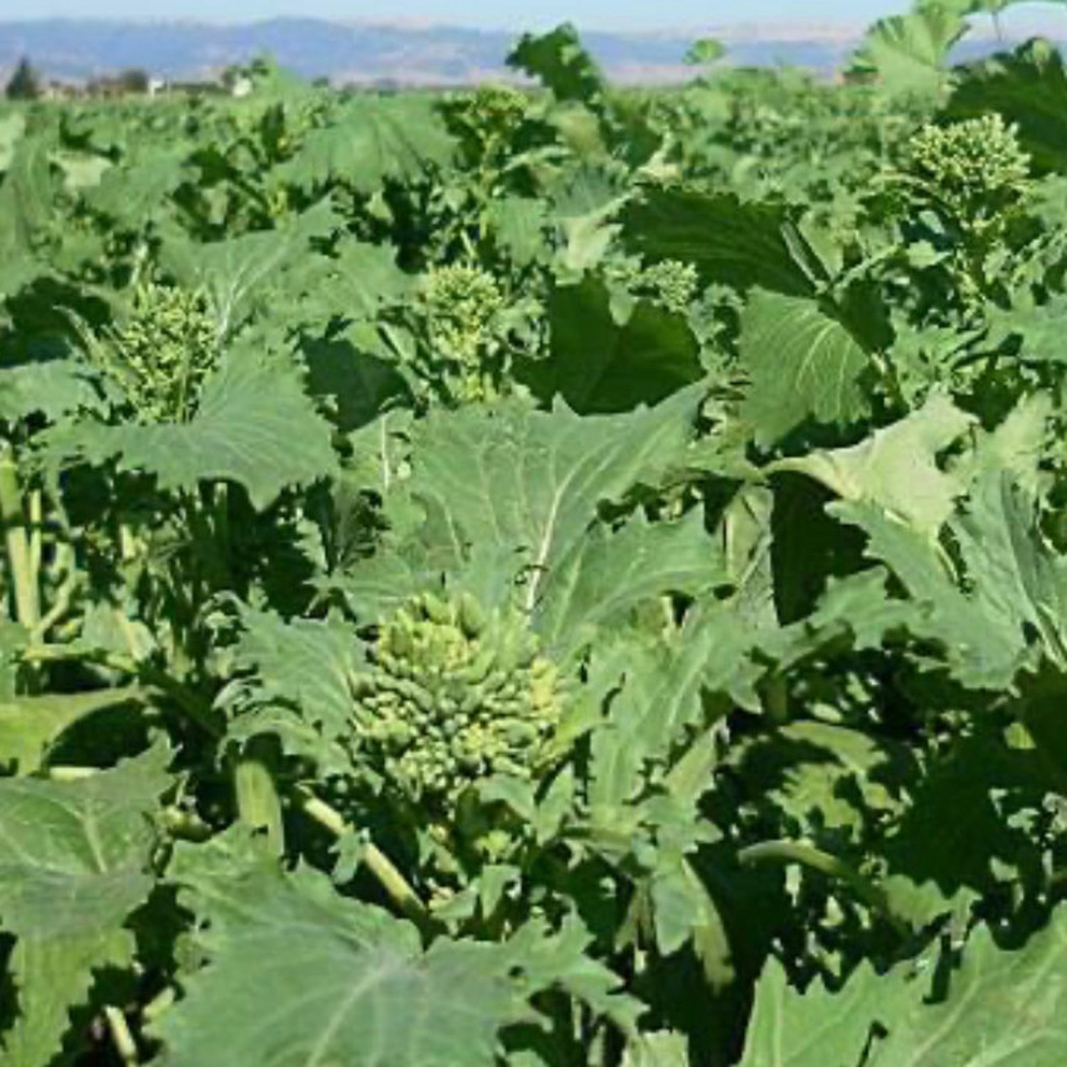 Early Fall Rapini Broccoli Seeds
