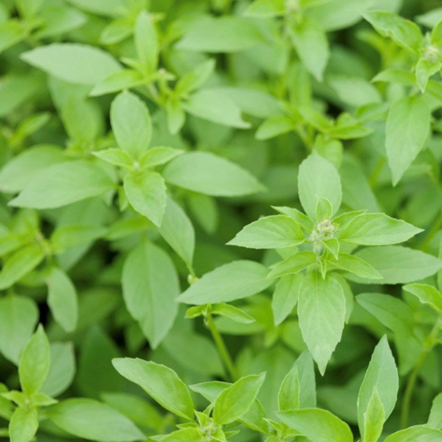 Lemon Basil Seeds