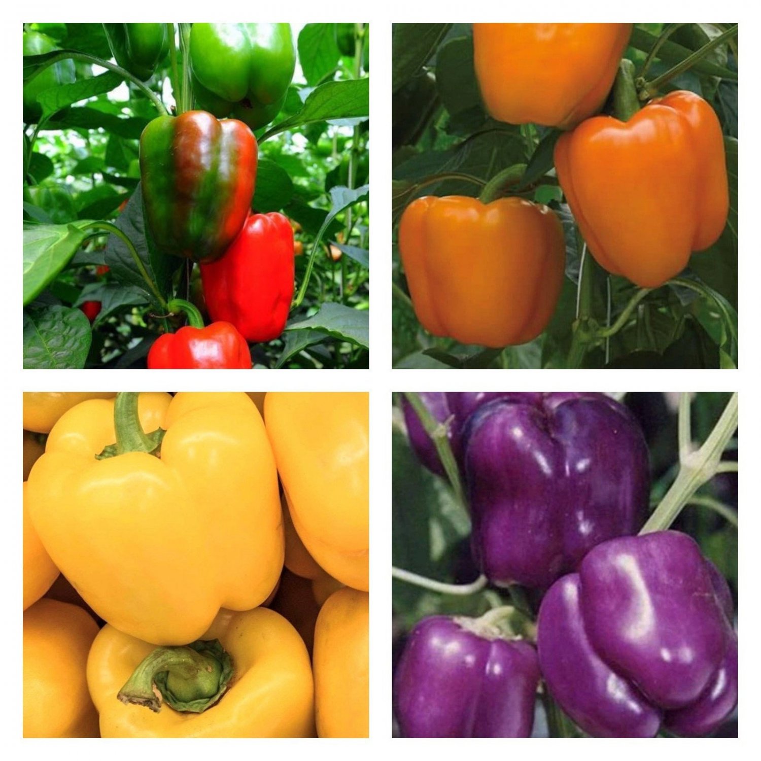 Bell Pepper Collection Organic Seeds