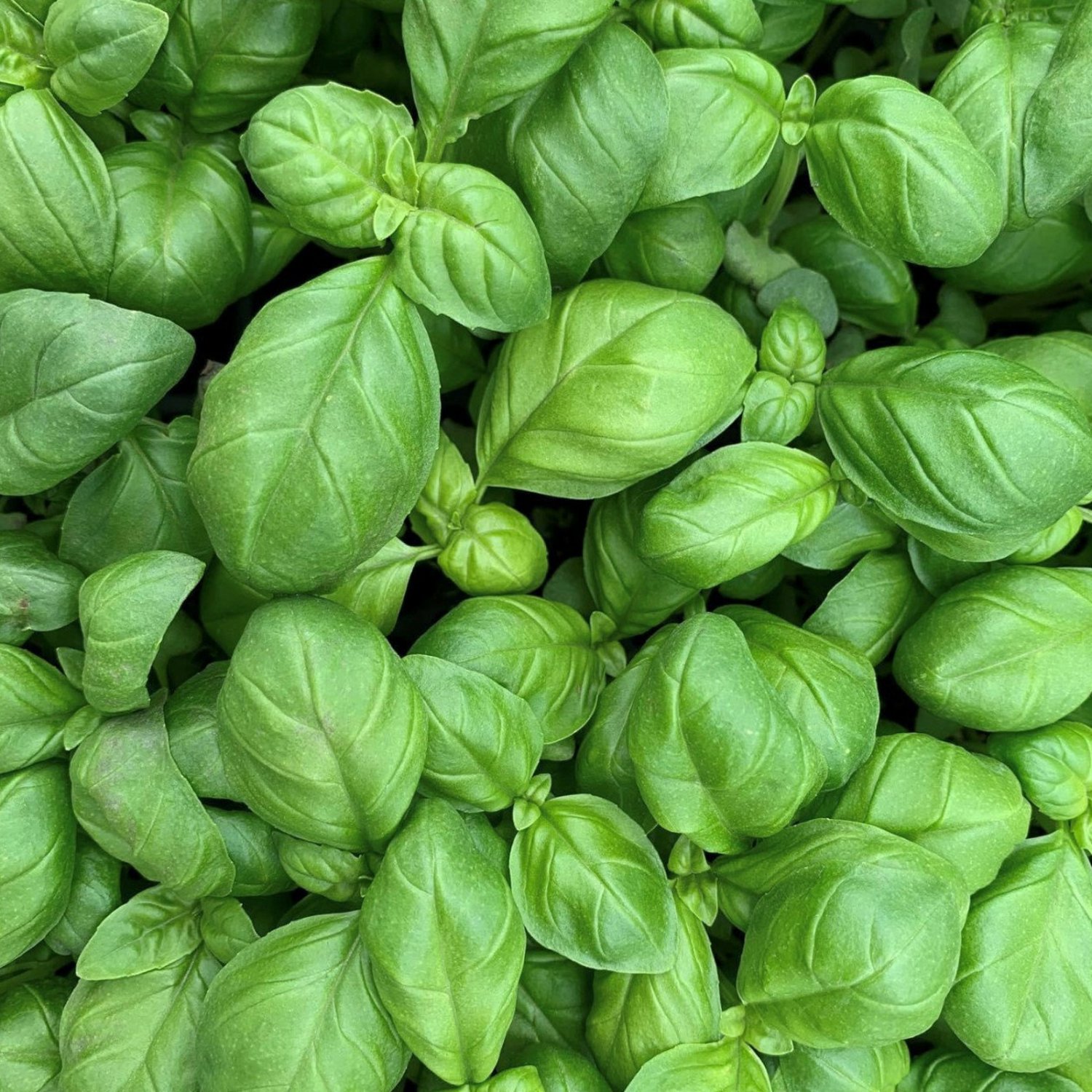 Genovese Basil Seeds Herb