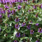 Heal All Plant Seeds Herb