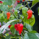 Ghost Pepper Seeds Bhut Jolokia Hot