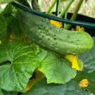 Wisconsin Smr 58 Cucumber Seeds