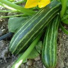 Cocozelle Zucchini Seeds