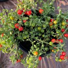 Cherry Falls Tomato Seeds Organic