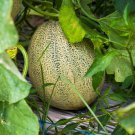 Honey Rock Melon Seeds