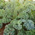 Dwarf Siberian Kale Seeds