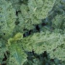 Dwarf Blue Curley Scotch Kale Seeds