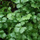 Slow Bolt Cilantro Coriander Seeds Herb