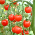 Sweet Aperitif Tomato Seeds