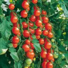 Gardener'S Delight Tomato Seeds