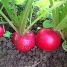Champion Radish Seeds