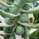 Long Island Improved Brussels Sprouts Seeds
