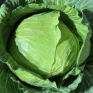 Late Flat Dutch Cabbage Seeds