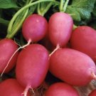 Lady Slipper Radish Seeds