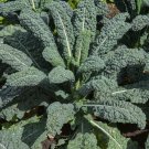Lacinato Kale Seeds